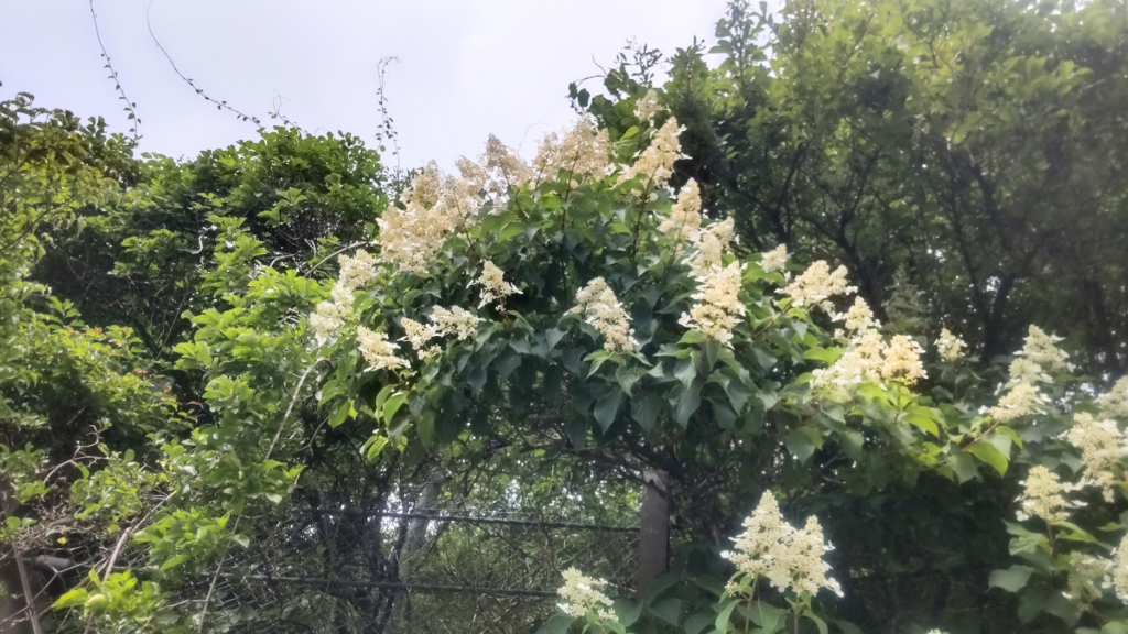 ノリウツギ２０２６０７２５強羅