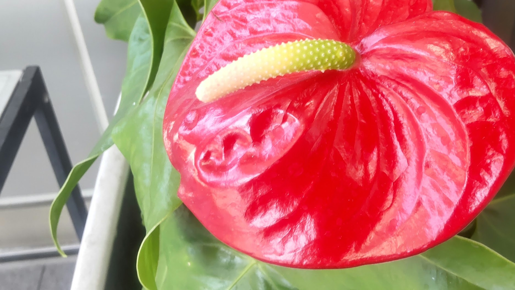 アンスの花びら20260825静銀清水町店