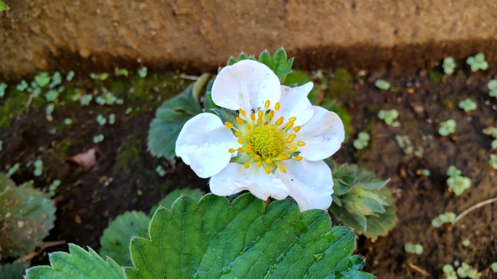 いちごの花20250407うち