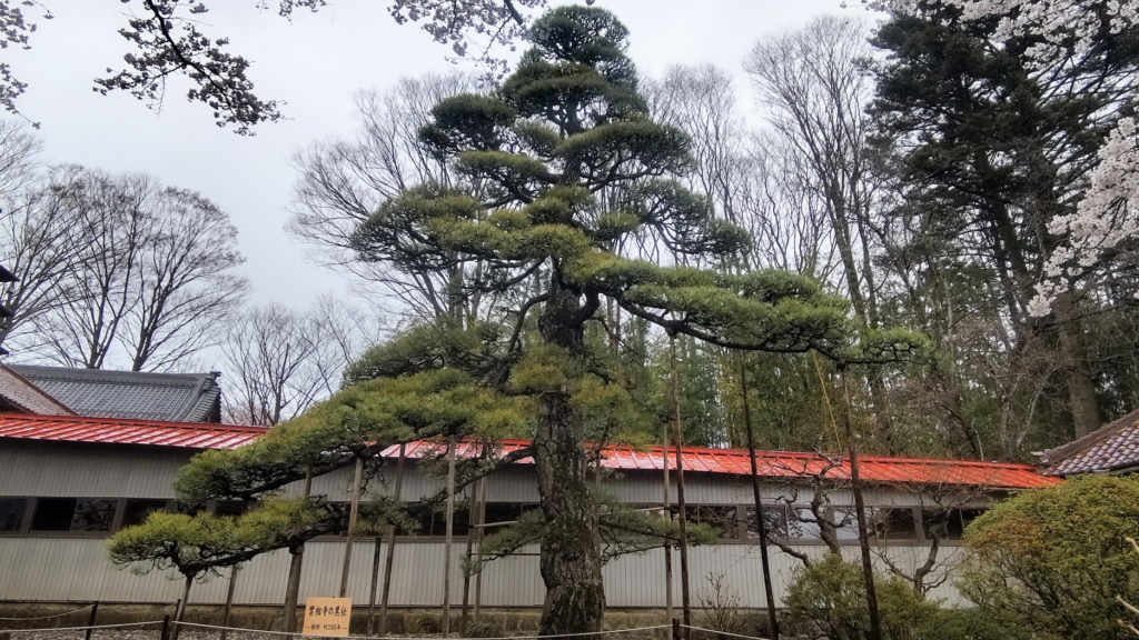 黒松２０２６０３３１山梨県北杜市實相寺