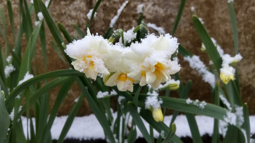 雪の日本水仙２０２６０２０８うち