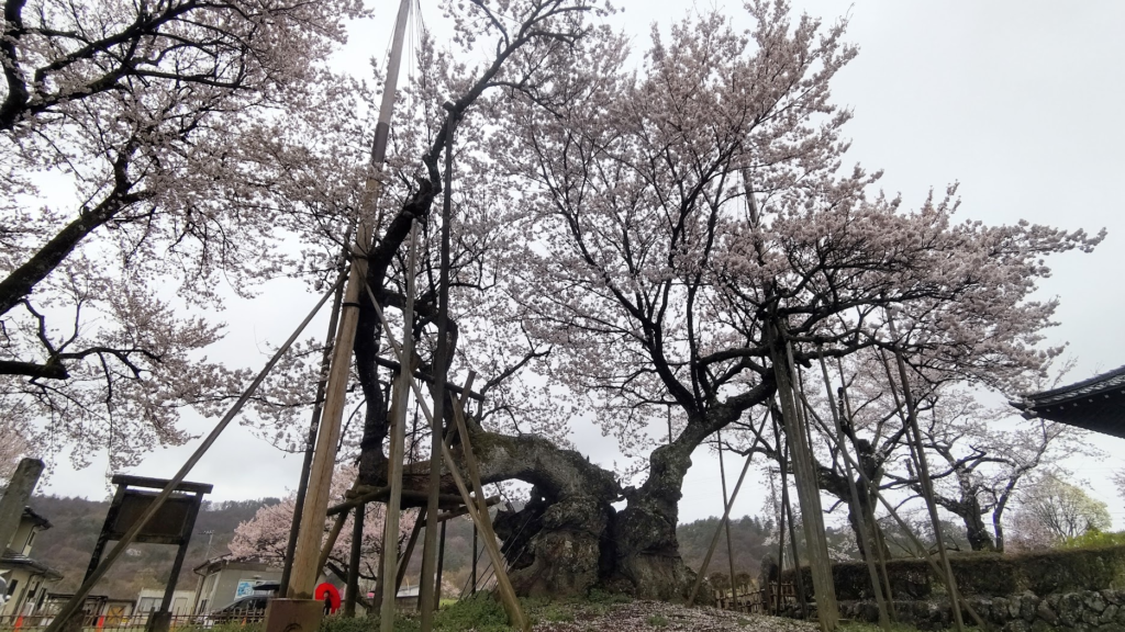 山高神代桜２０２６０３３１山梨県北杜市武川山高