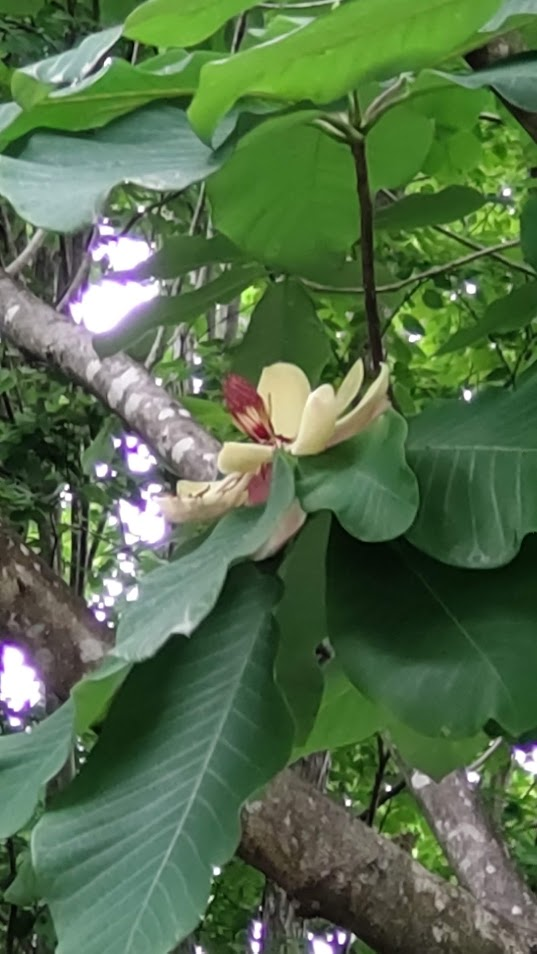 朴ノ木の花20230529富士宮雲上カフェ