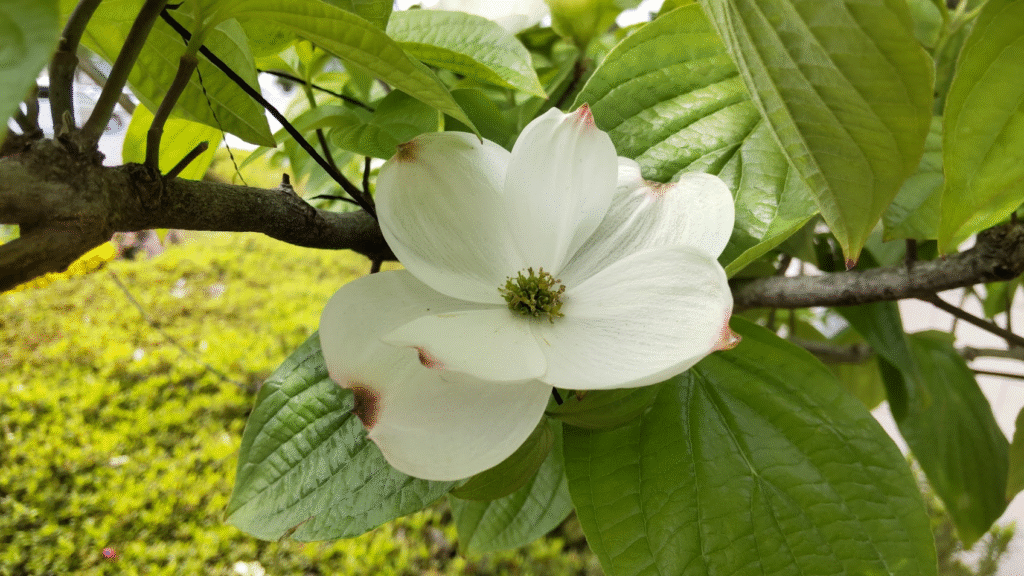 花水木20250501富士中央公園