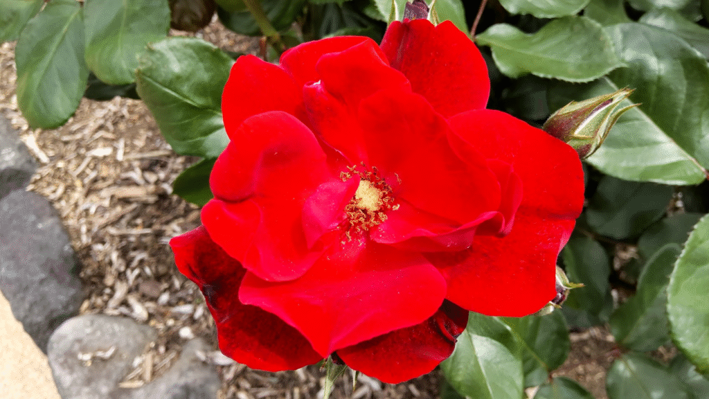 アンダルシア20250501富士秋桜公園