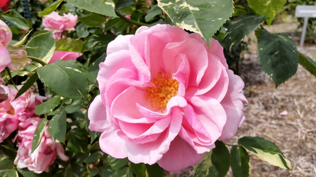 ヘルシューレン20250501富士中央公園