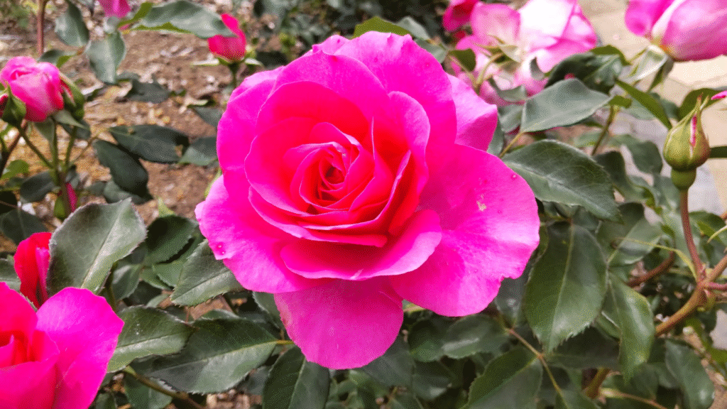 うらら20250501富士中央公園