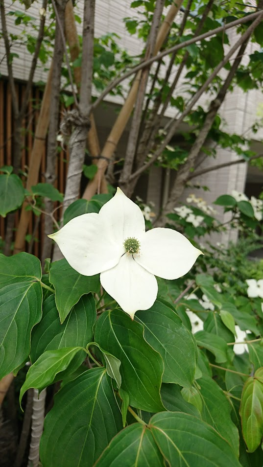 山ぼうし20190605四谷