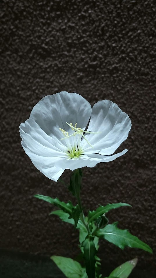 月見草20220619うち