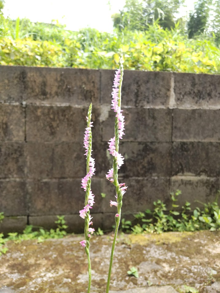 ねじばな20240627うち