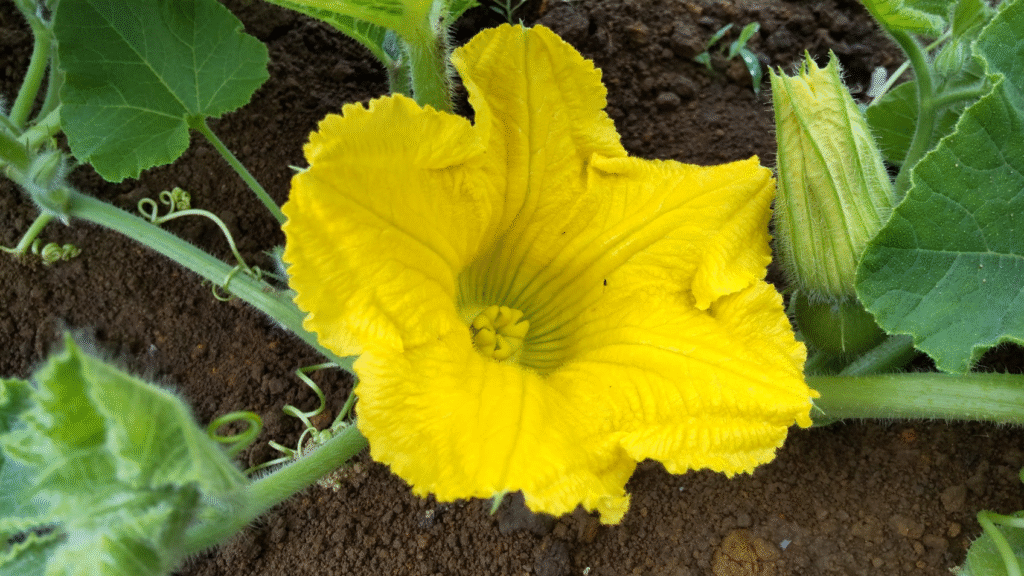 かぼちゃの雌花20250612たかぎさんち