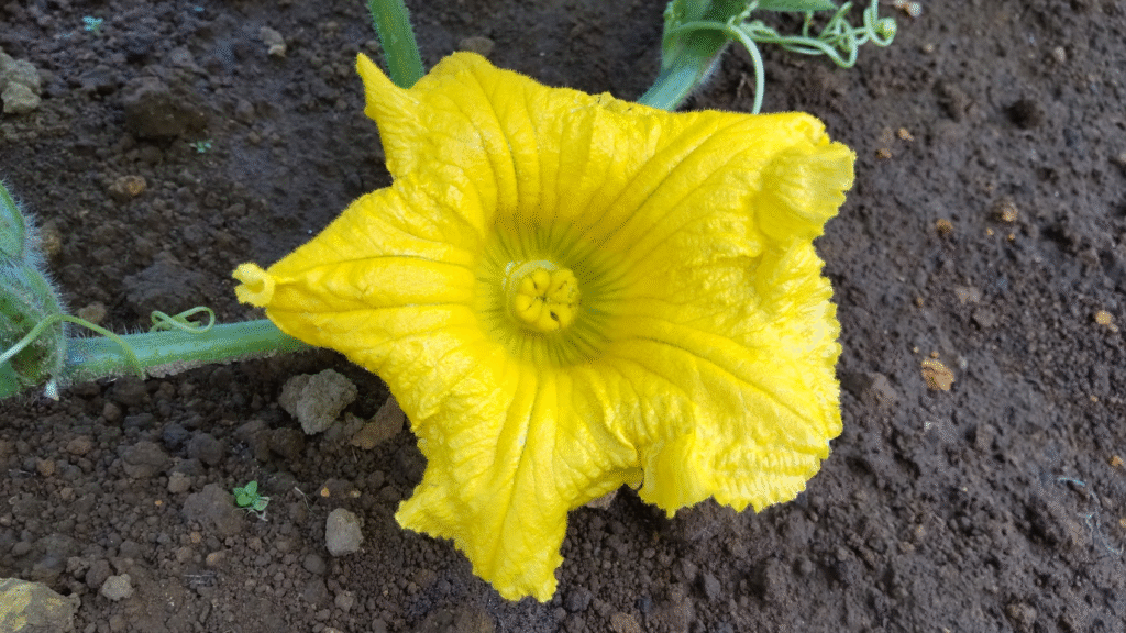 かぼちゃの雌花20250620たかぎさんち