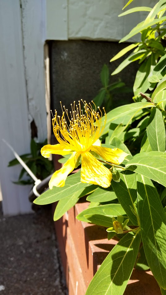 びおうやなぎ20230706芙蓉台歯科