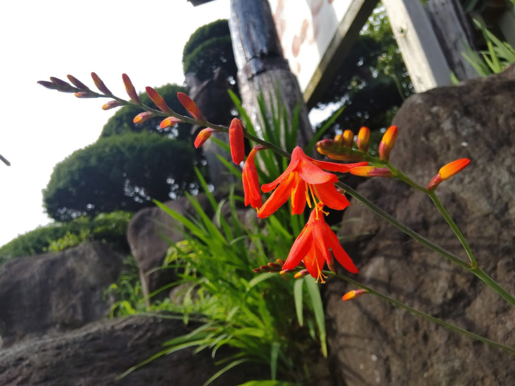 姫檜扇水仙２０２４０６２４さくら玉子