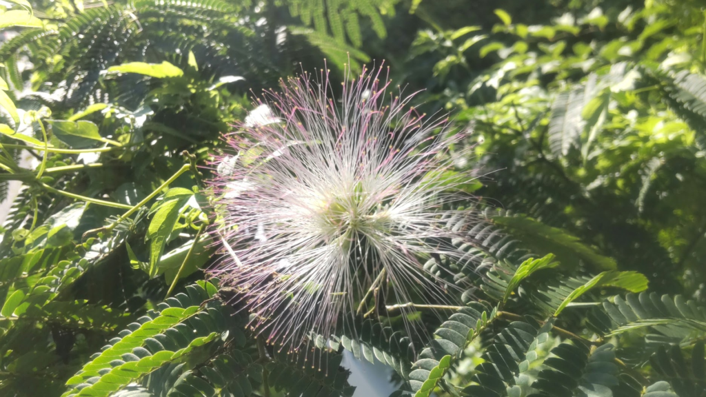 合歓の木20260729箱根手前