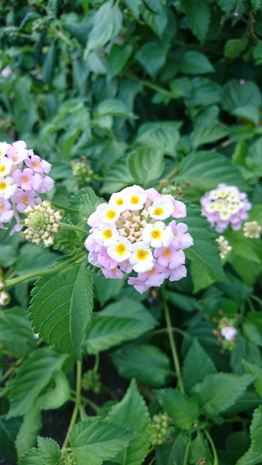 ランタナ20200812