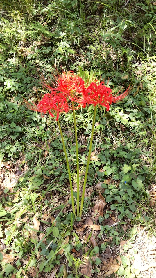彼岸花２０２４０９２７三島