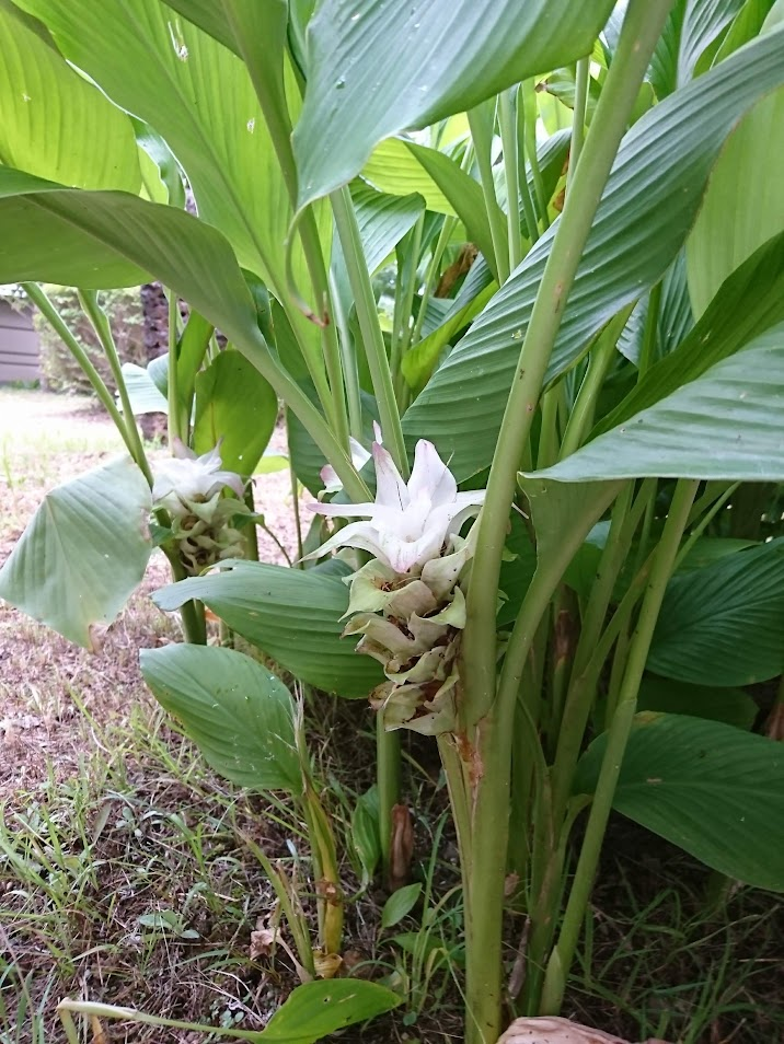 くるくま草２０２００９２２おおとり荘