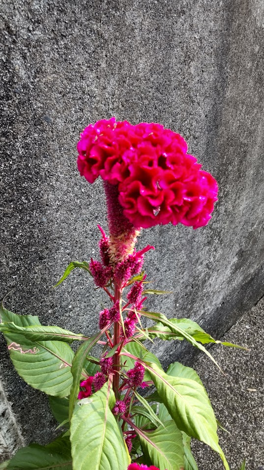 ケイトウ２０２３０９１２芙蓉台