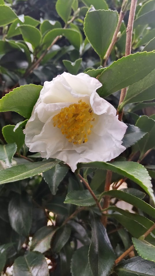 山茶花20221024萩