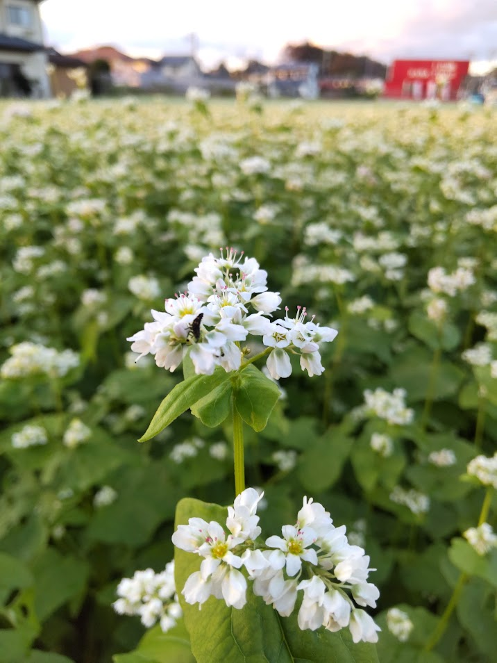 蕎麦の花20231029裾野