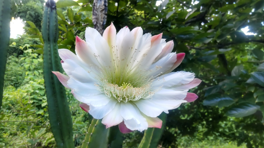 サボテンの花20260806朝5時うち