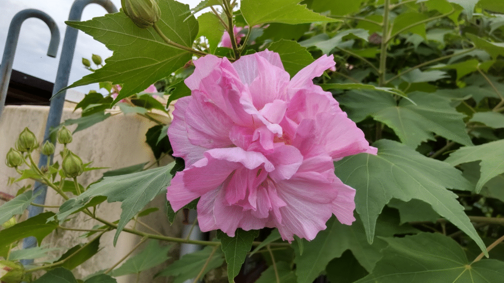 酔芙蓉開花２０２５１００８さなださん