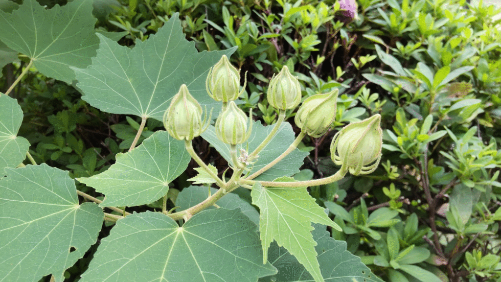 酔芙蓉のつぼみ２０２５１００８さなださん