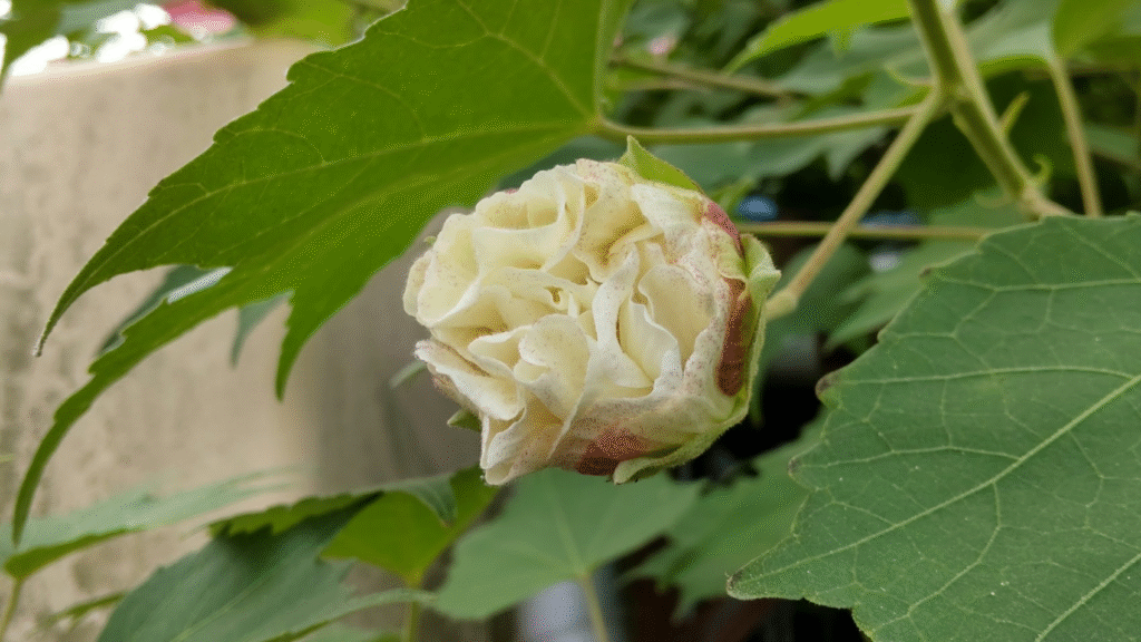 酔芙蓉つぼみ２０２５１００８さなださん