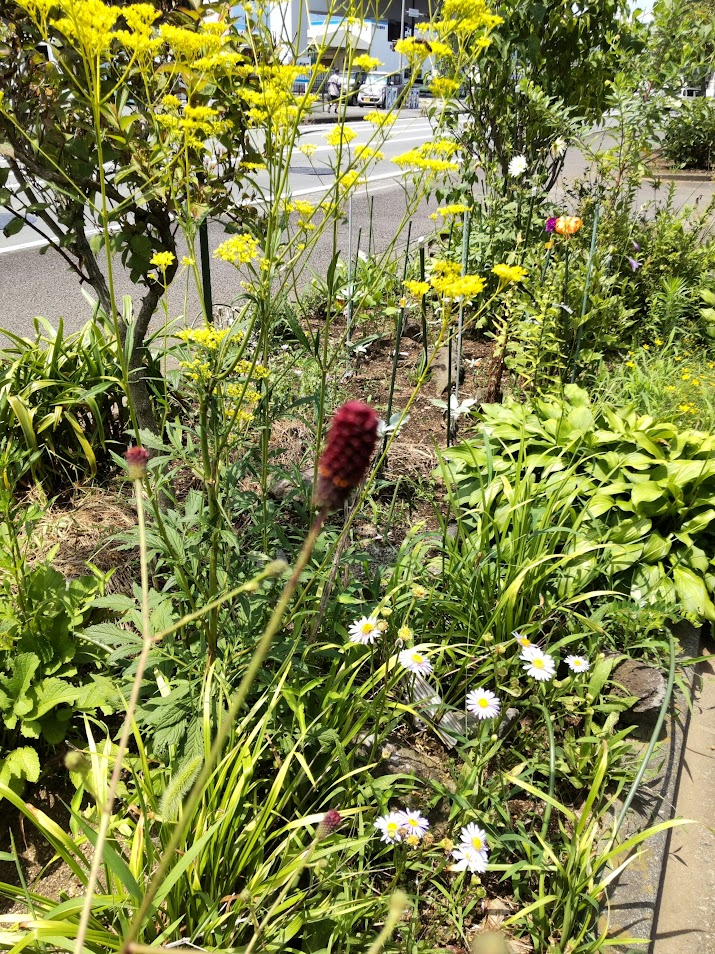 吾亦紅２０２４０７１８桜堤