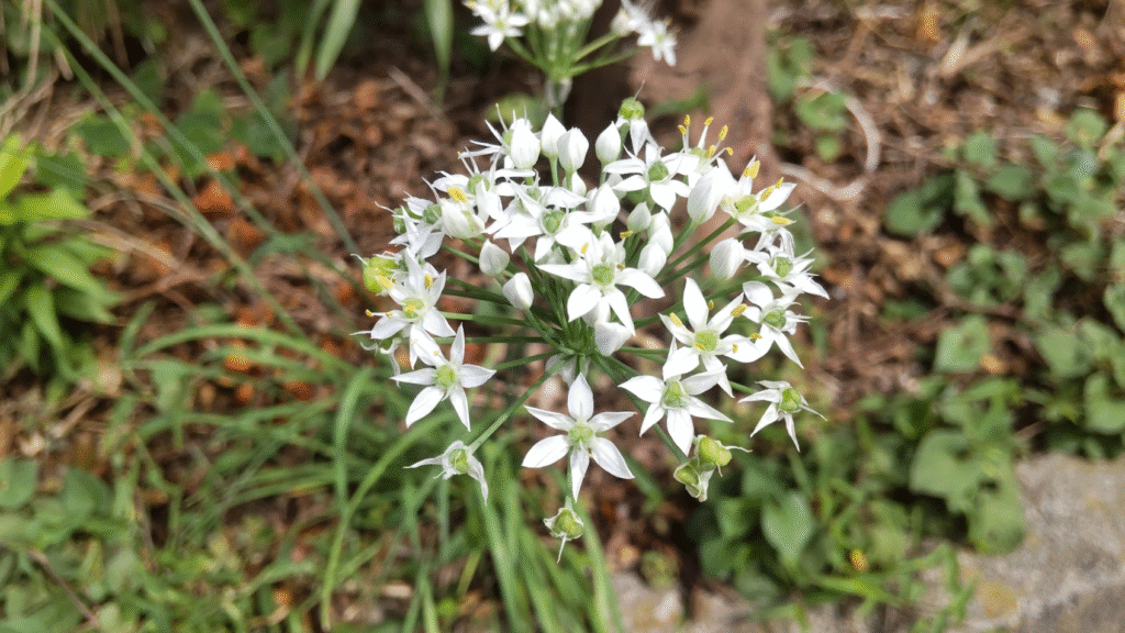 ニラの花２０２５０９１１うち