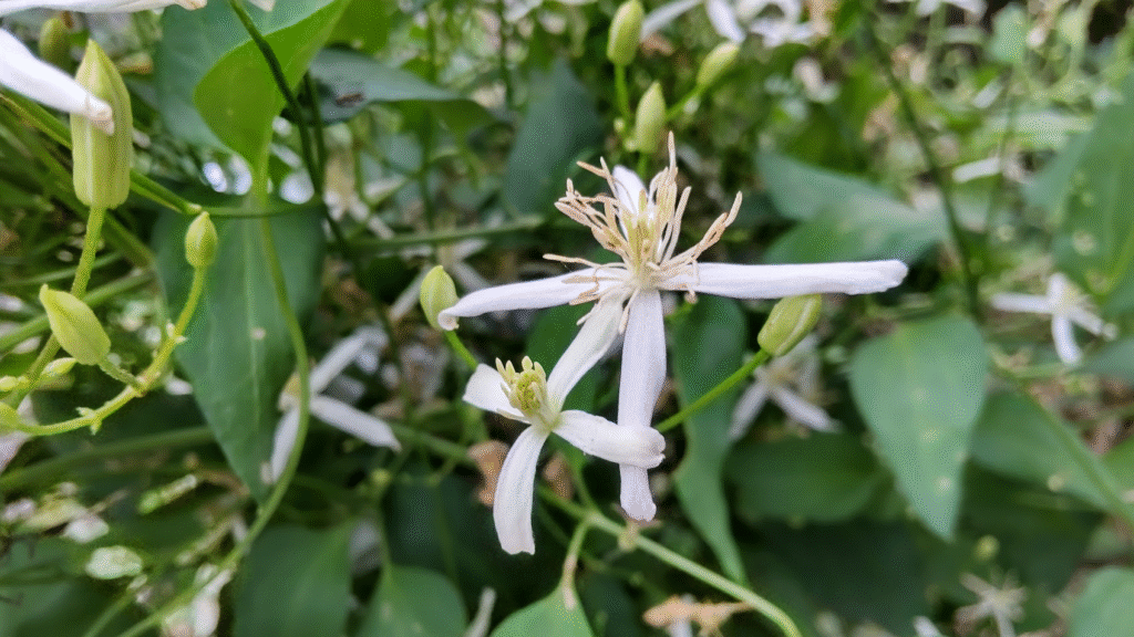 仙人草２０２５１０１４エース駐車場