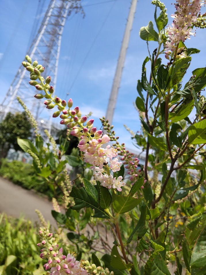 リョウブ２０２４０７１８桜堤