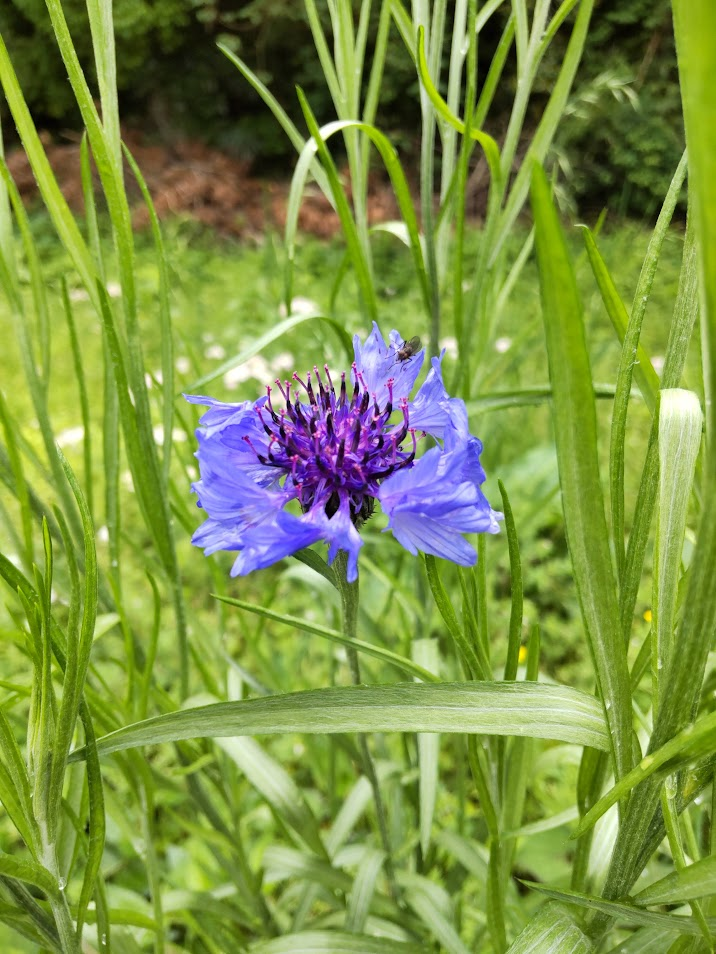 矢車菊２０２５０４３０となり