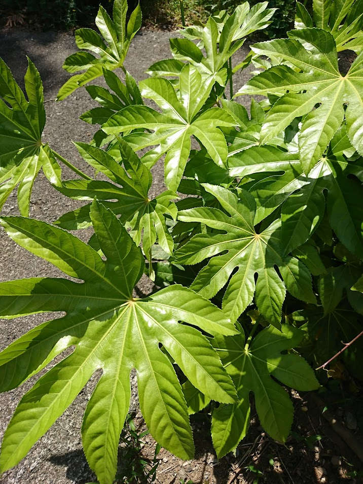 ヤツデ２０２１０５１０うち