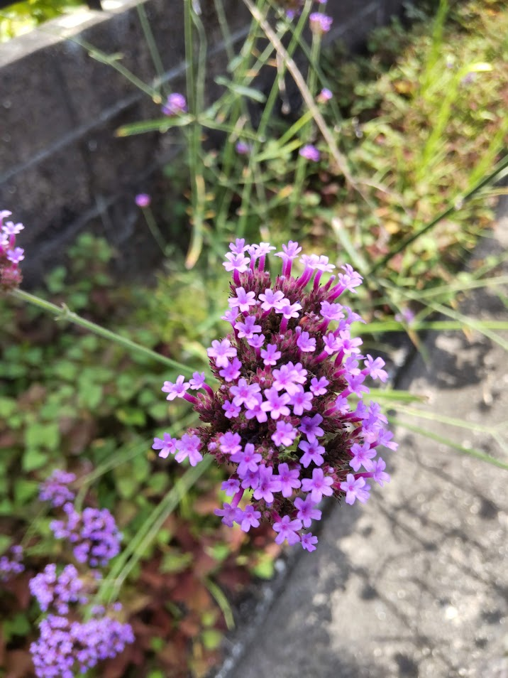 柳花笠２０２４０７２４おぐちさん