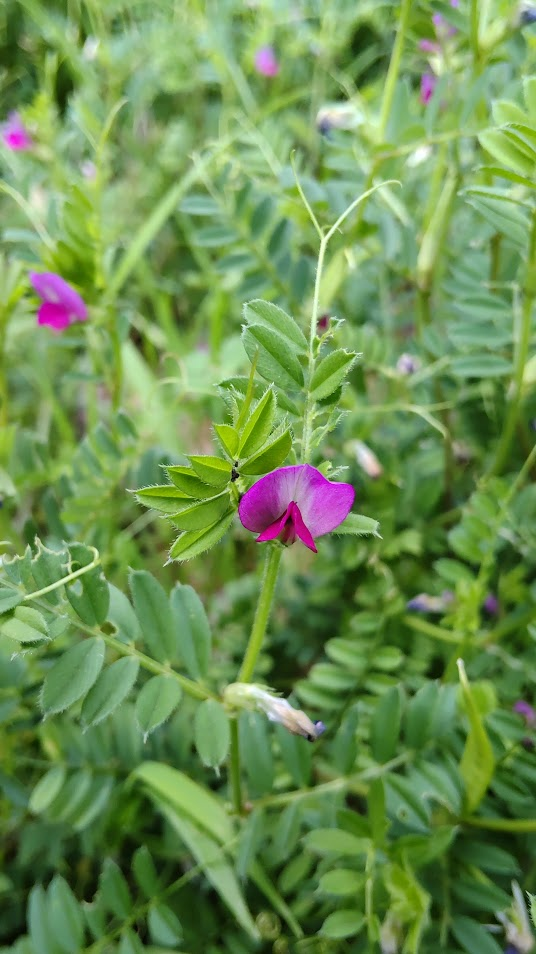 やはずえんどう２０２５０４０２