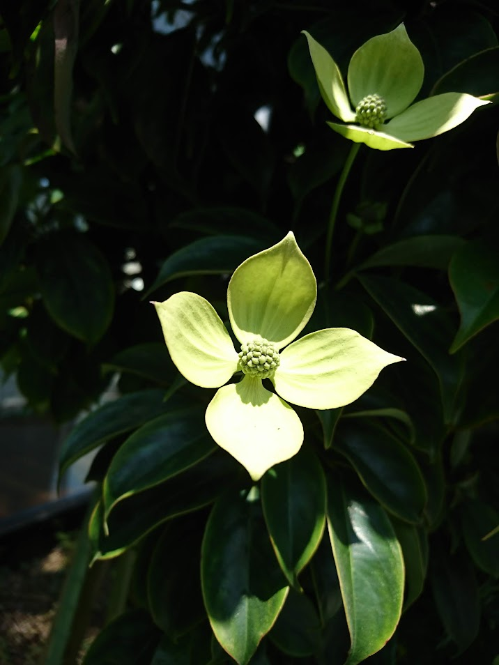 やまぼうし２０２００６０２長泉