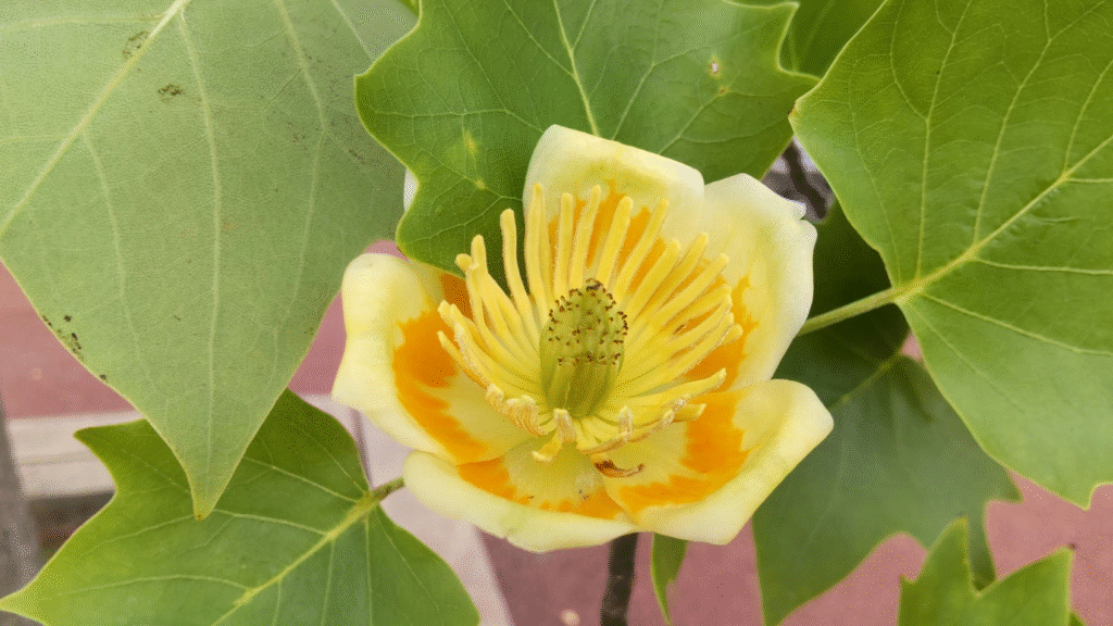 百合の木２０２５０５３０道の駅ふじおやま