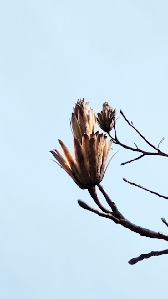 百合の木２０２５０３１８道の駅ふじおやま