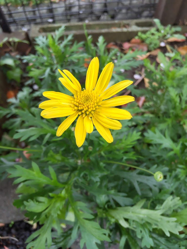 マーガレットコスモス２０２４０４０９さなださん
