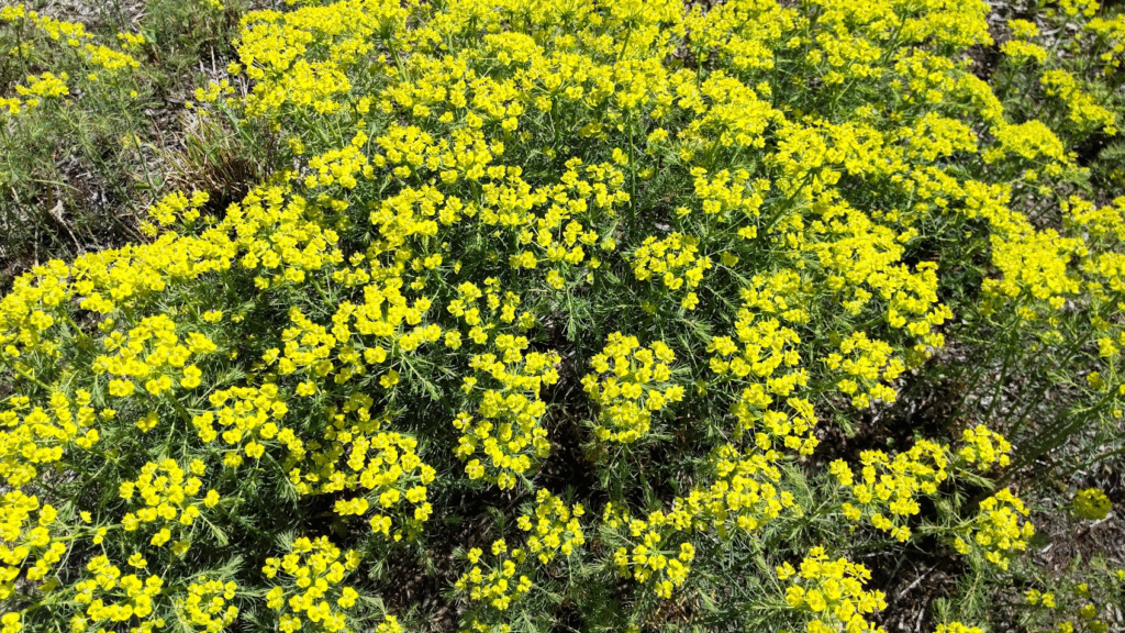 まつばとうだい２０２５０５０８河口湖リゾート