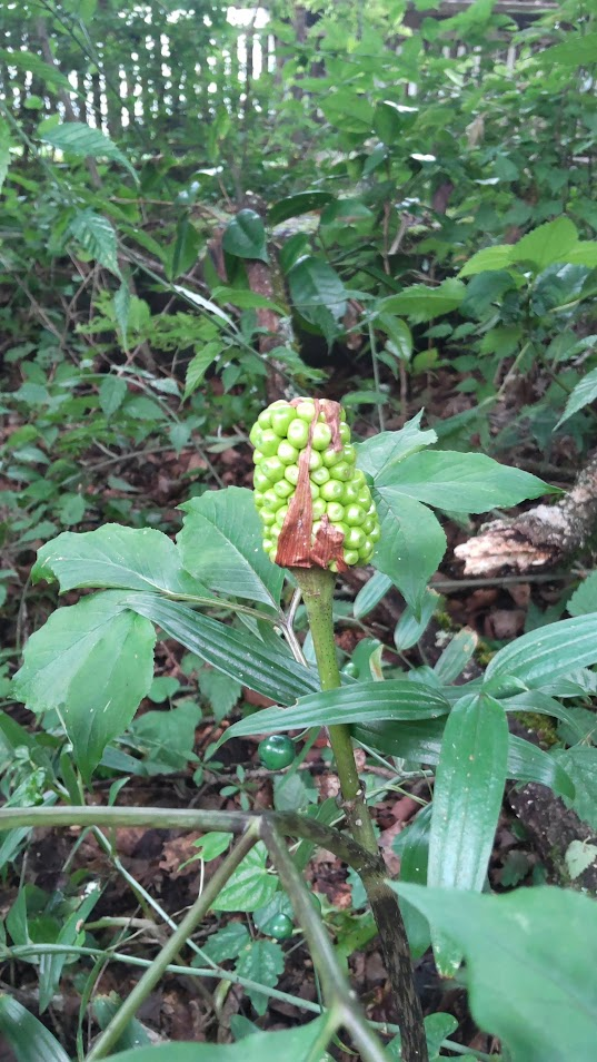 まむしぐさの実２０２２０８２４きょうざんぼう