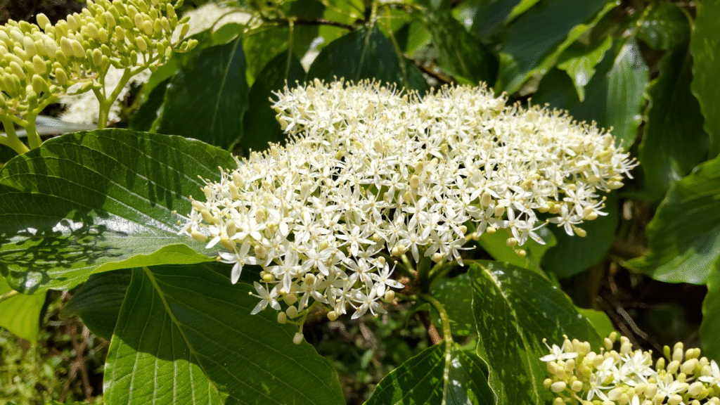 みずき２０２５０５０４三島坂小手前