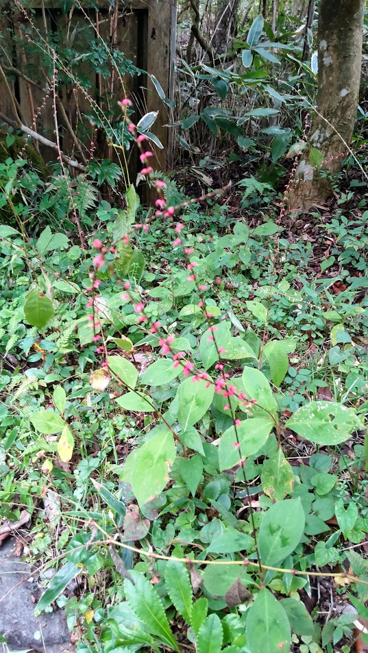 水引２０２１１０２１きょうざんぼう