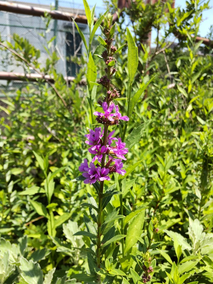 みそはぎ２０２４０７０４桜堤