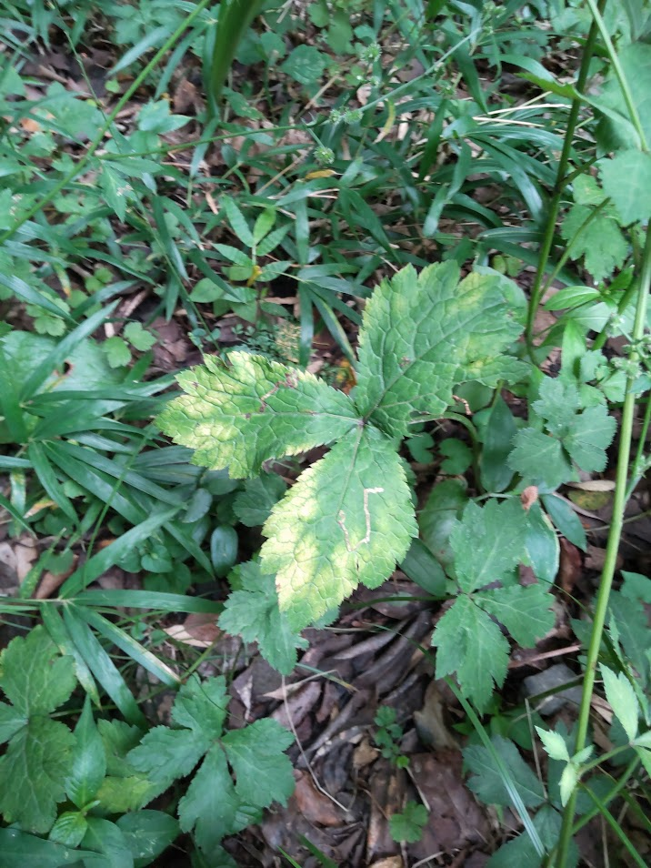 みつば２０２４０８１９とらや工房