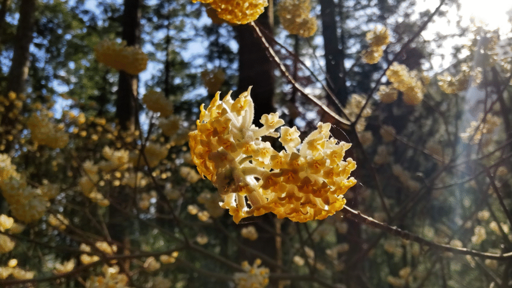 みつまた２０２３０３２０身延山久遠寺