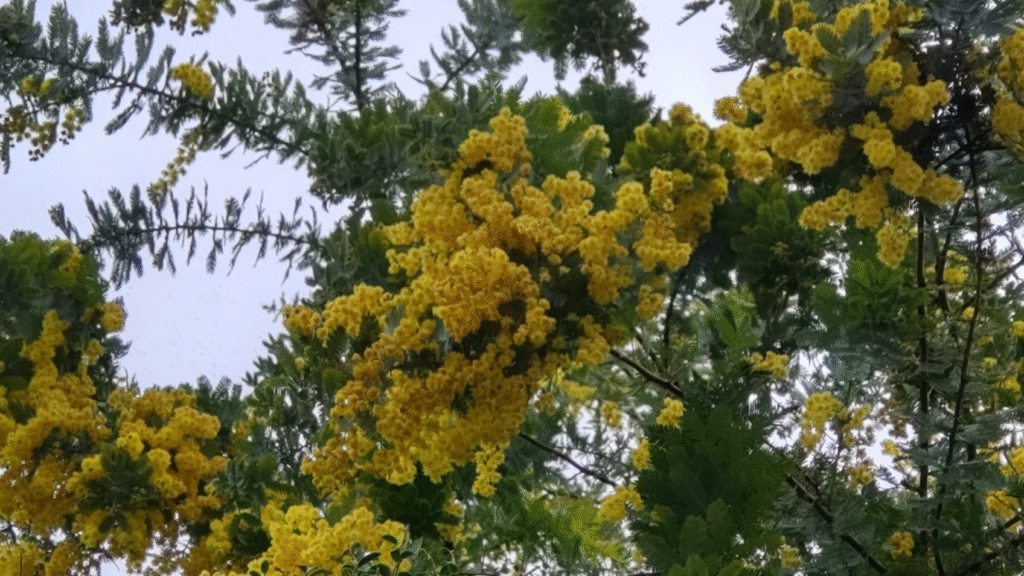 ミモザ２０２２０３２８時之栖近く