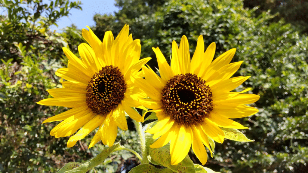 ひまわり２０２５０８２１うち